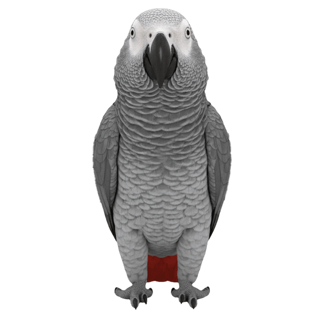 الكاسكو بأنواعه